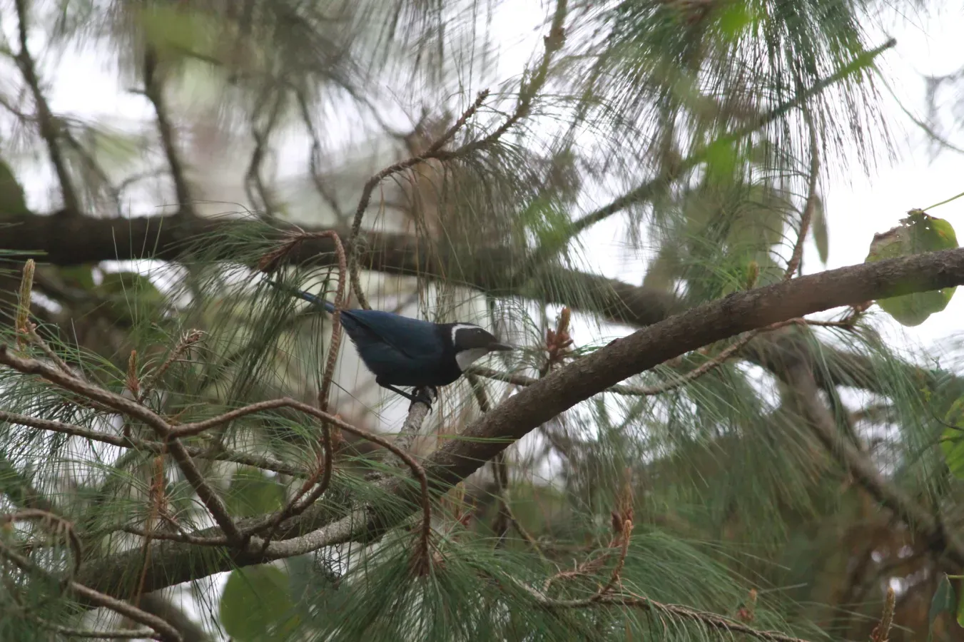 File:Cyanolyca mirabilis 450950926.jpg