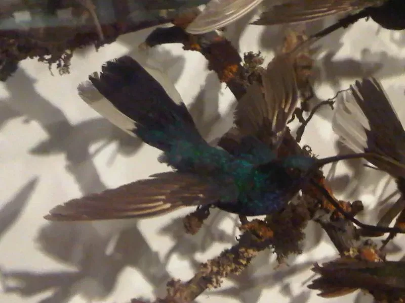 File:Apodiformes - Campylopterus ensipennis - 1.jpg