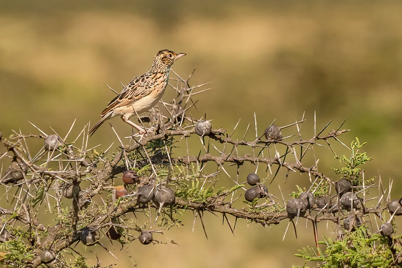 File:Corypha athi, Seitenansicht.jpg