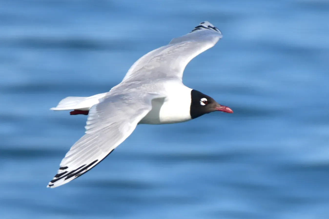 File:Ichthyaetus relictus 388049475.jpg