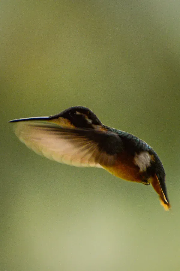 File:(Chaetocercus heliodor).jpg