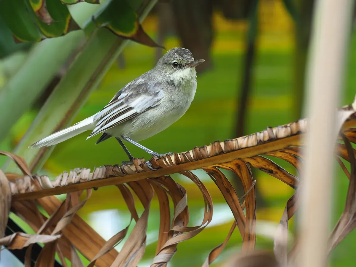 File:Acrocephalus vaughani 395655211.jpg