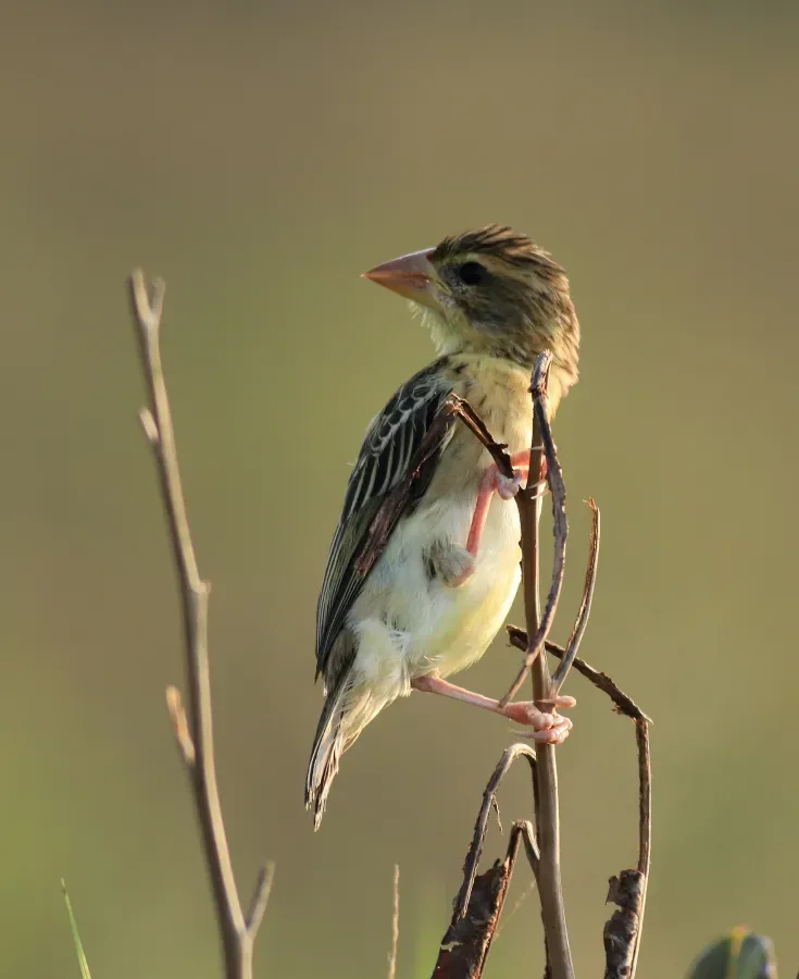 File:Baya weaver (Ploceus philippinus) (11674).jpg