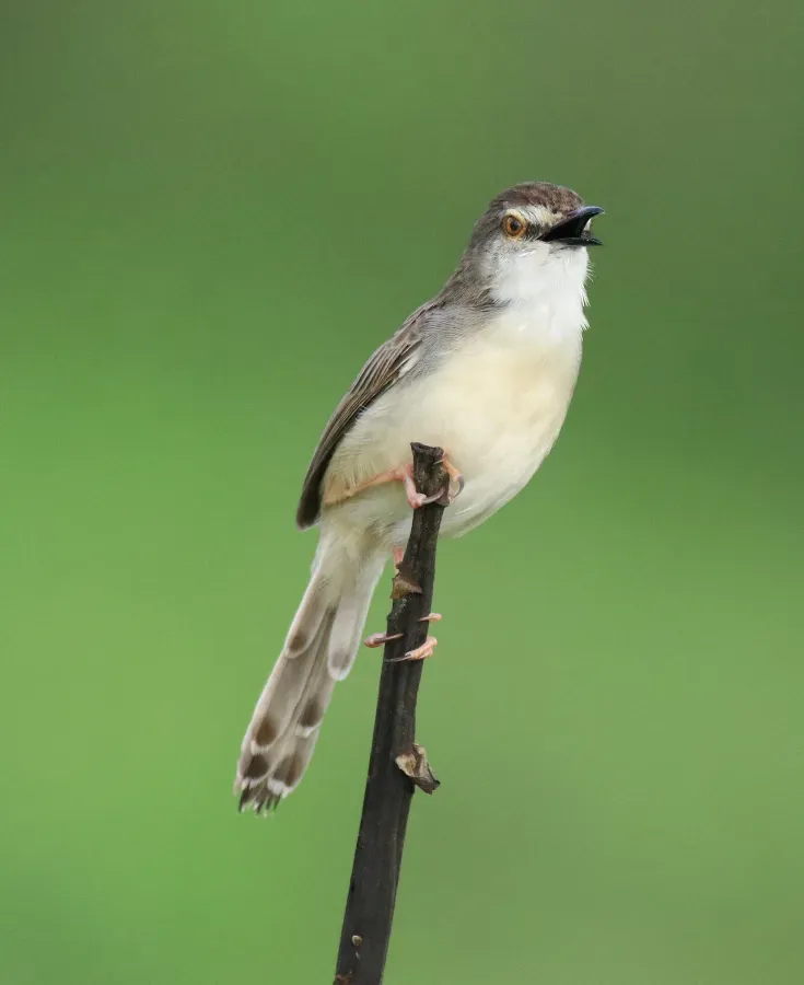 File:Plain prinia (Prinia inornata) (24258).jpg