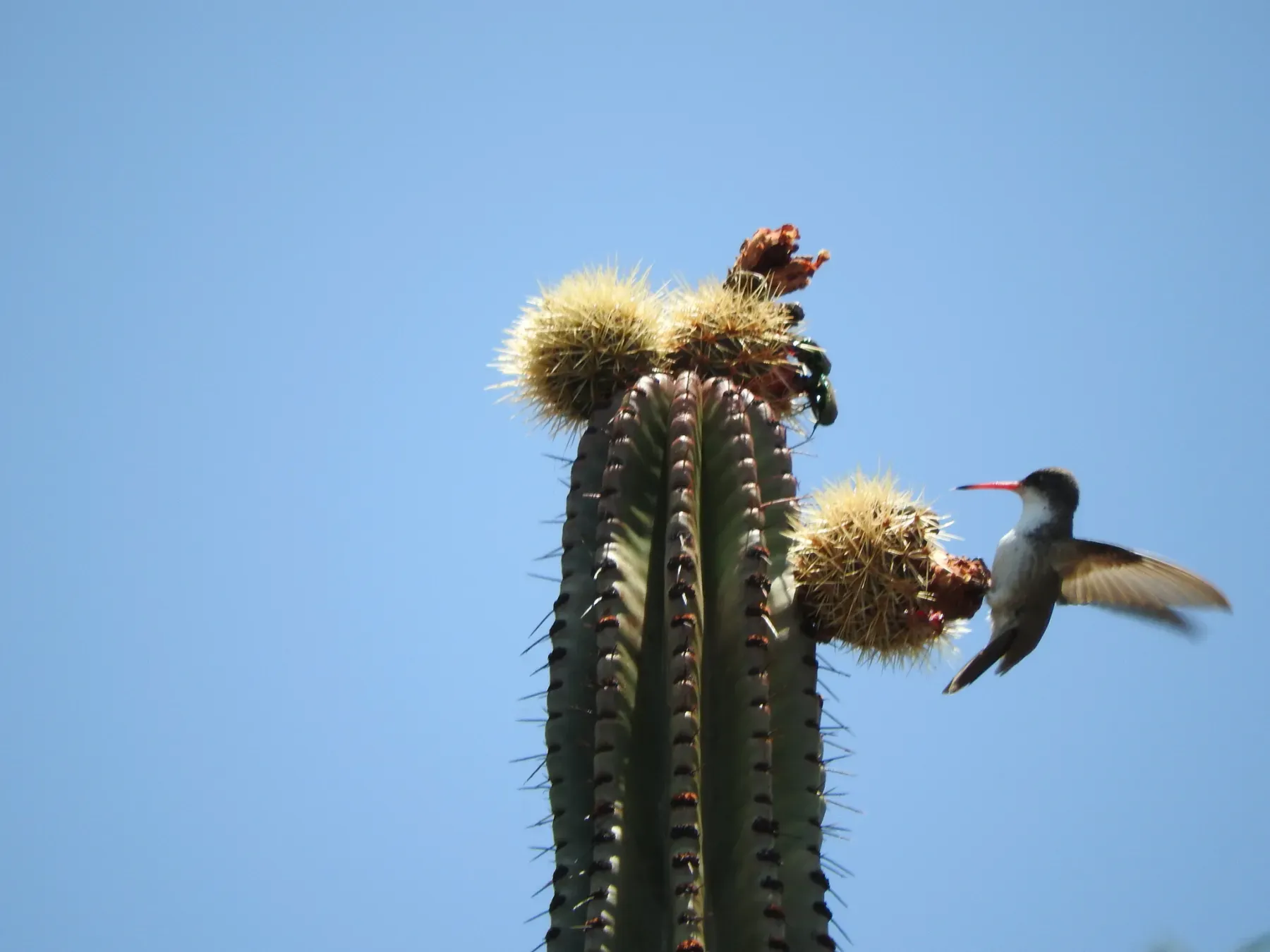 File:Ramosomyia violiceps libando Stenocereus queretaroensis (Guanajuato, Mexico).jpg