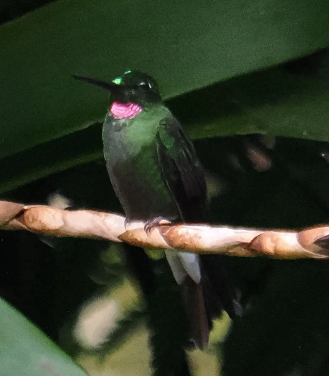File:Heliodoxa gularis 414759129.jpg
