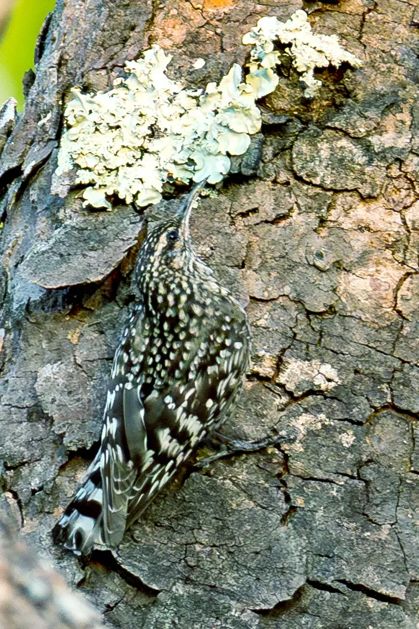 File:African Spotted Creeper Salpornis salvadori salvadori, Lilongwe, Malawi 01.jpg