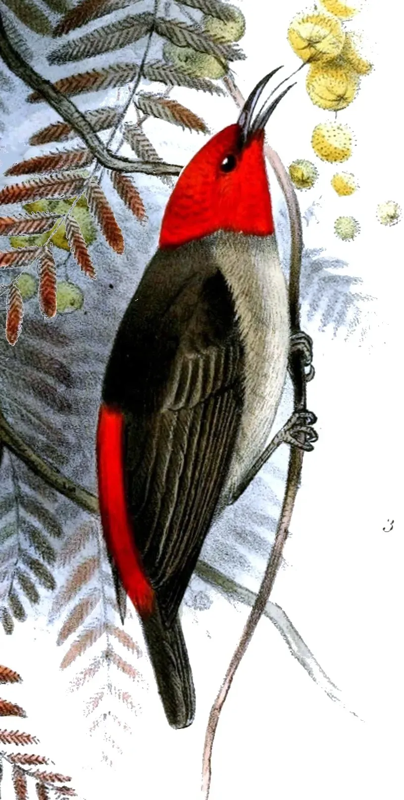 File:Myzomela adolphinae.jpg