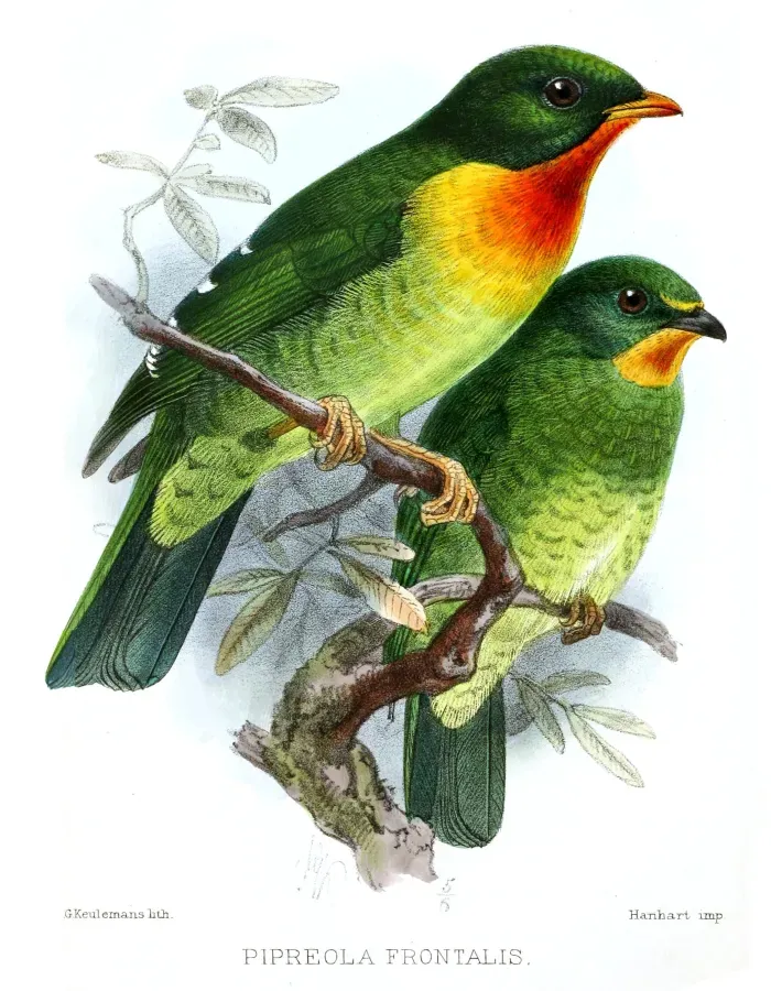 File:PipreolaFrontalisKeulemans.jpg