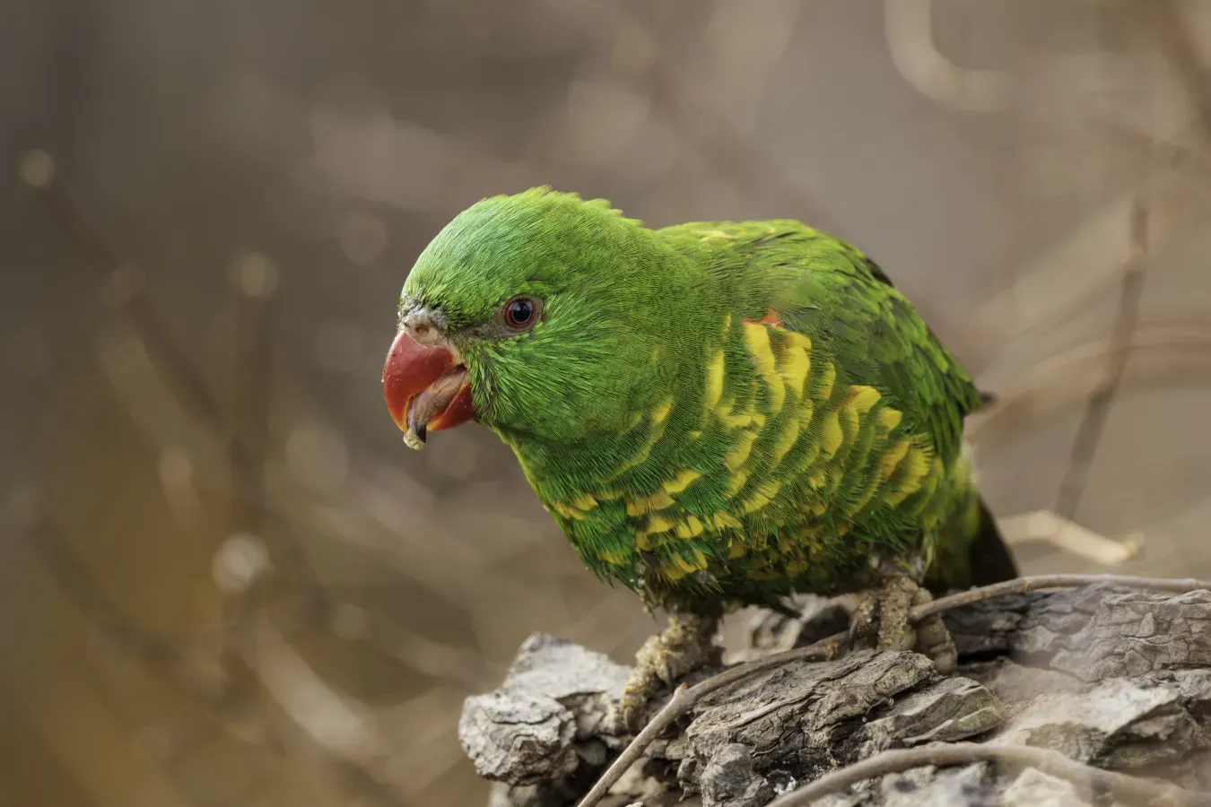 File:Lori žlutoskvrnný – Scaly-breasted lorikeet – Trichoglossus chlorolepidotus (Prague Zoo) 03.jpg