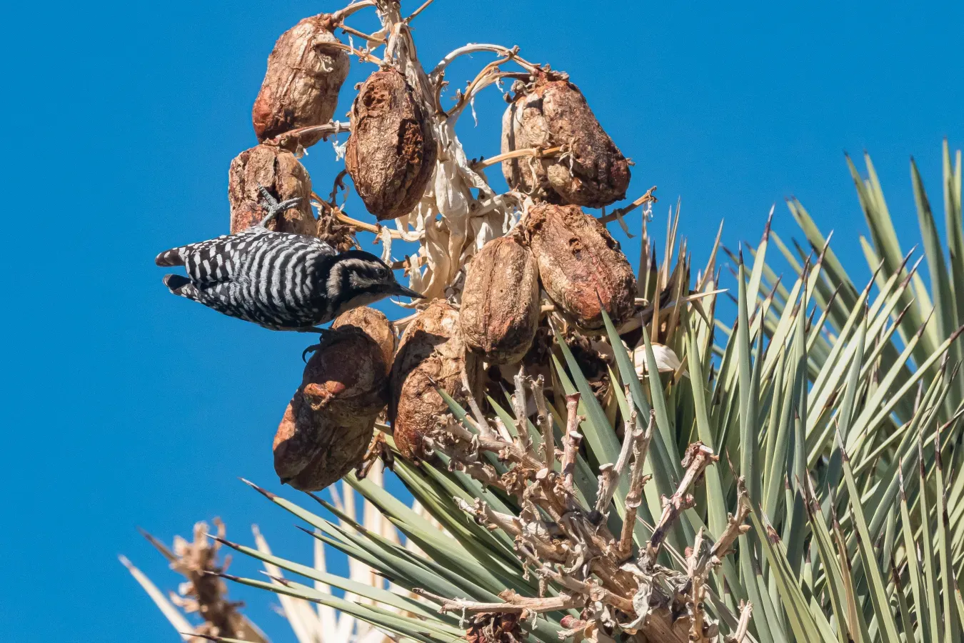 File:Ladder-backed Woodpecker (Dryobates scalaris) (52829653097).jpg