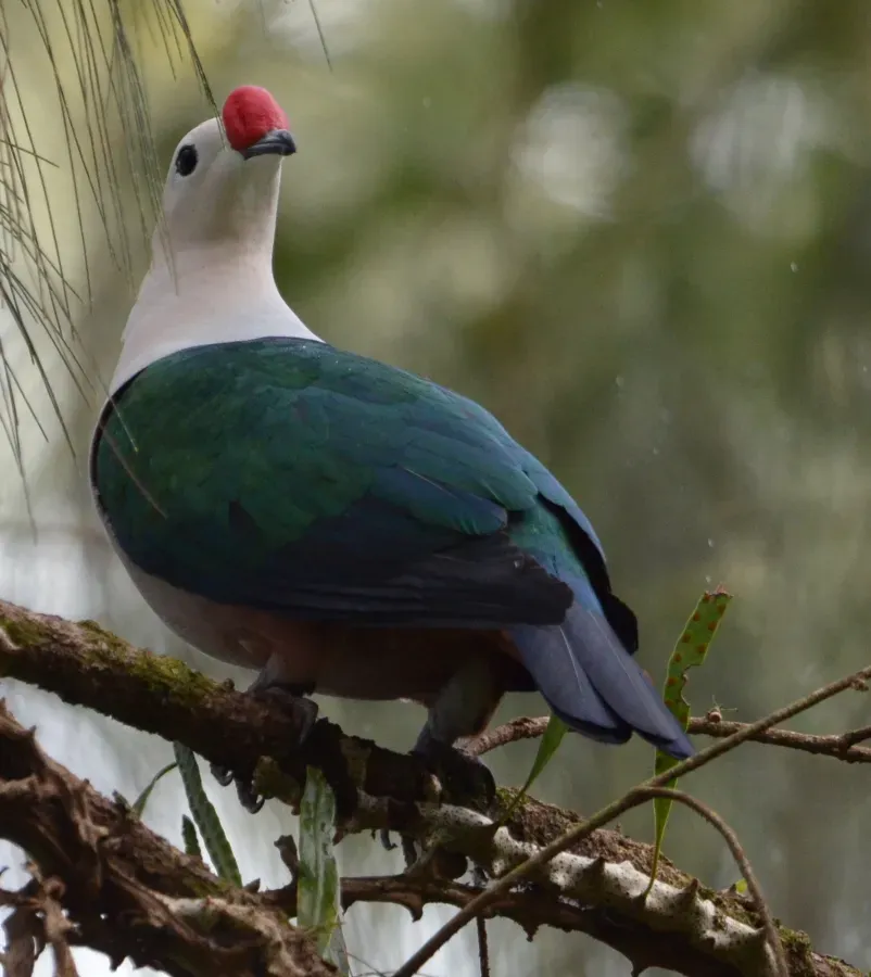 File:Ducula rubricera.jpg