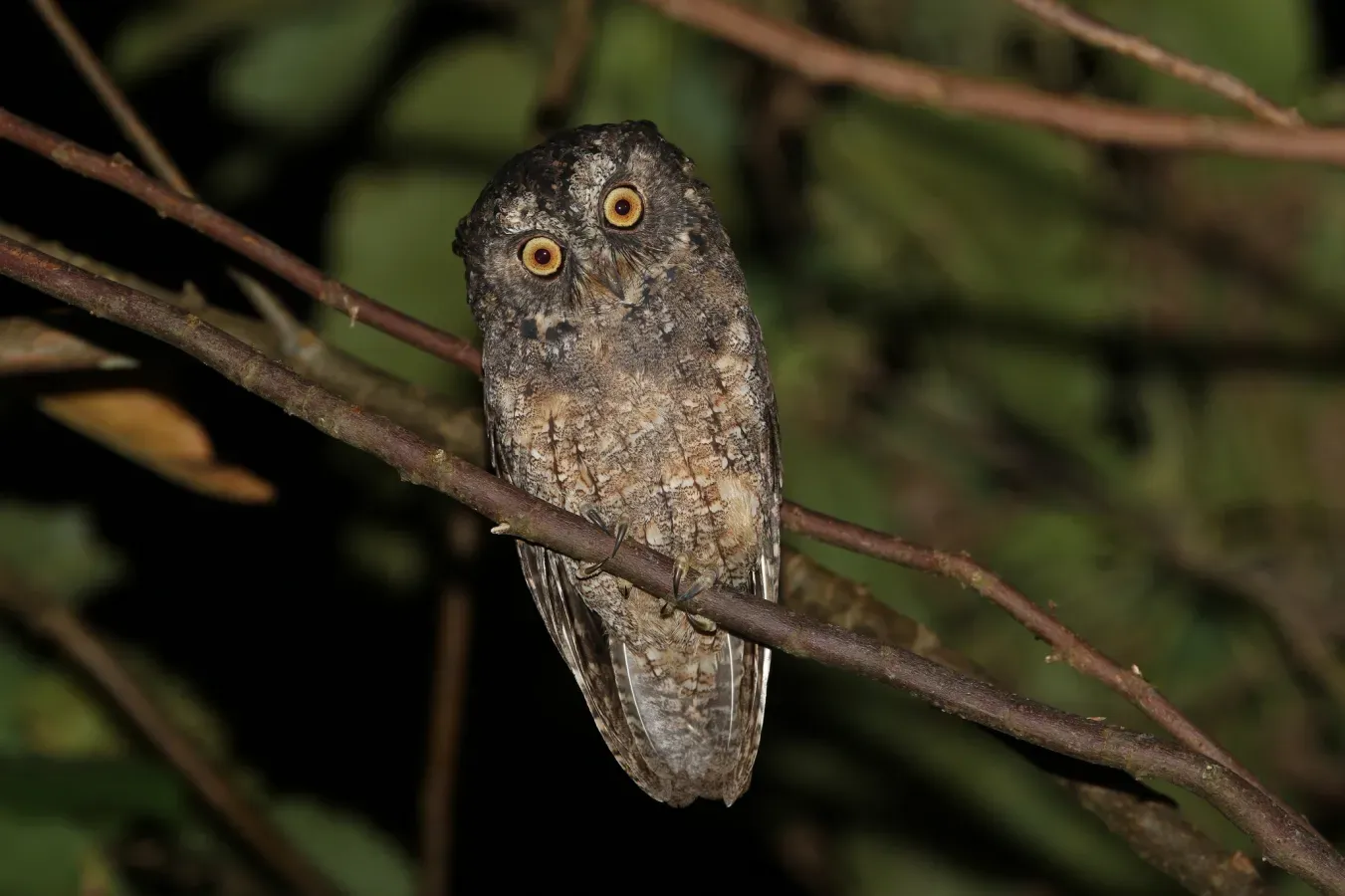 File:Otus collari 435260037.jpg