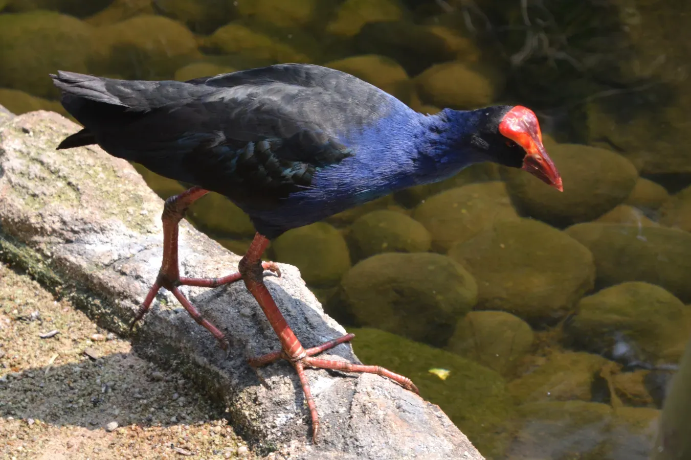 File:Porphyrio indicus.jpg