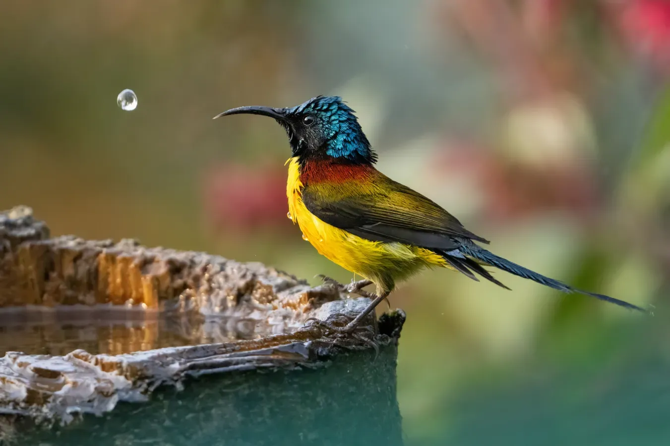 File:Green-tailed sunbird (Aethopyga nipalensis), Darjeeling, West Bengal.jpg