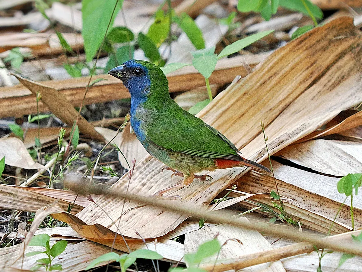 File:Erythrura tricolor, Maluku Tenggara Barat, Indonesia 1.jpg