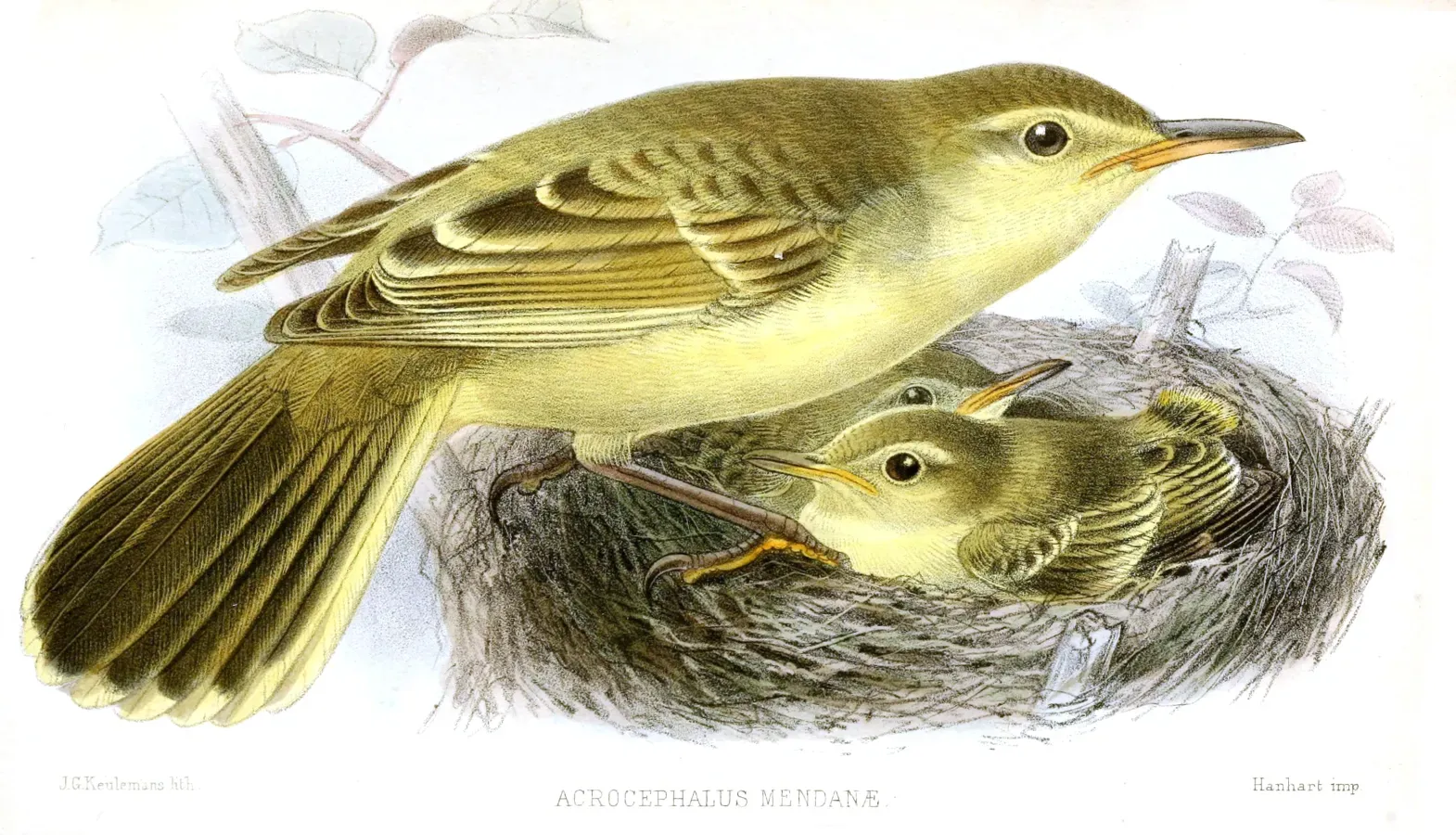 File:AcrocephalusMendanaeKeulemans.jpg
