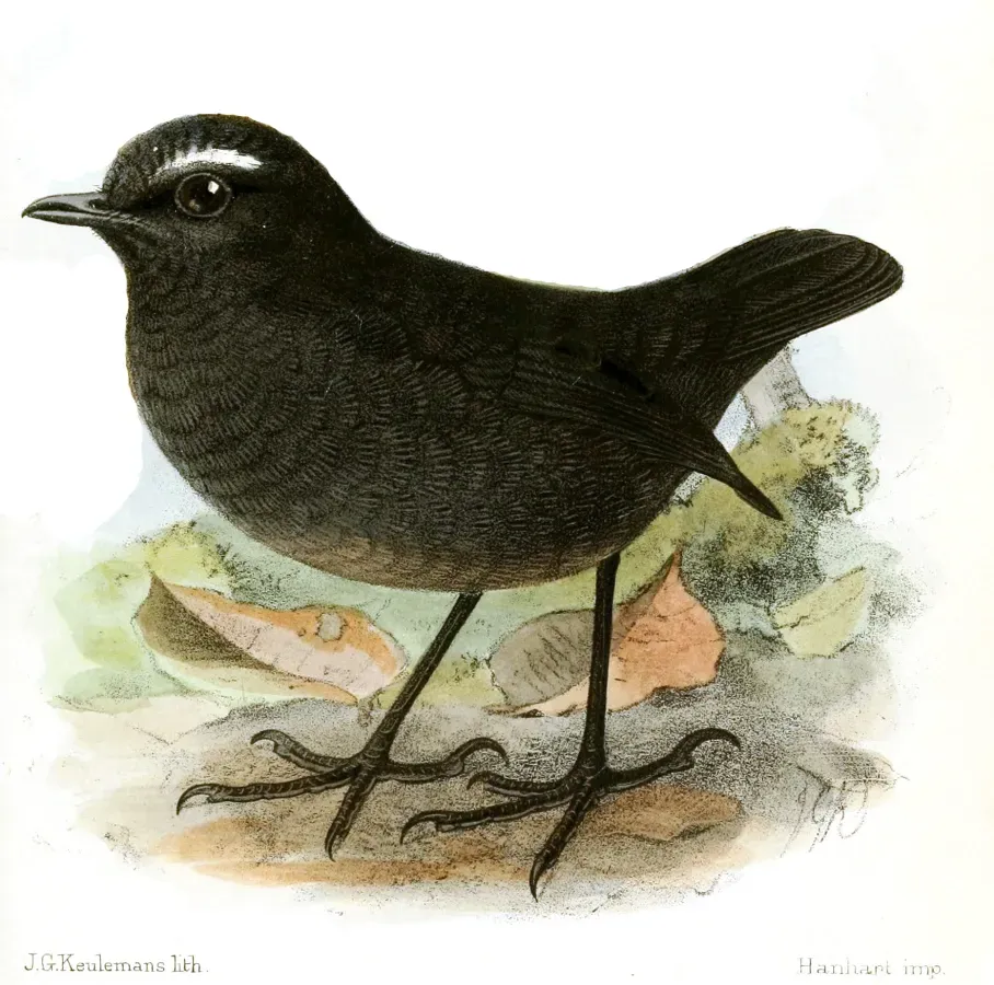 File:BrachypteryxSaturataKeulemans.jpg