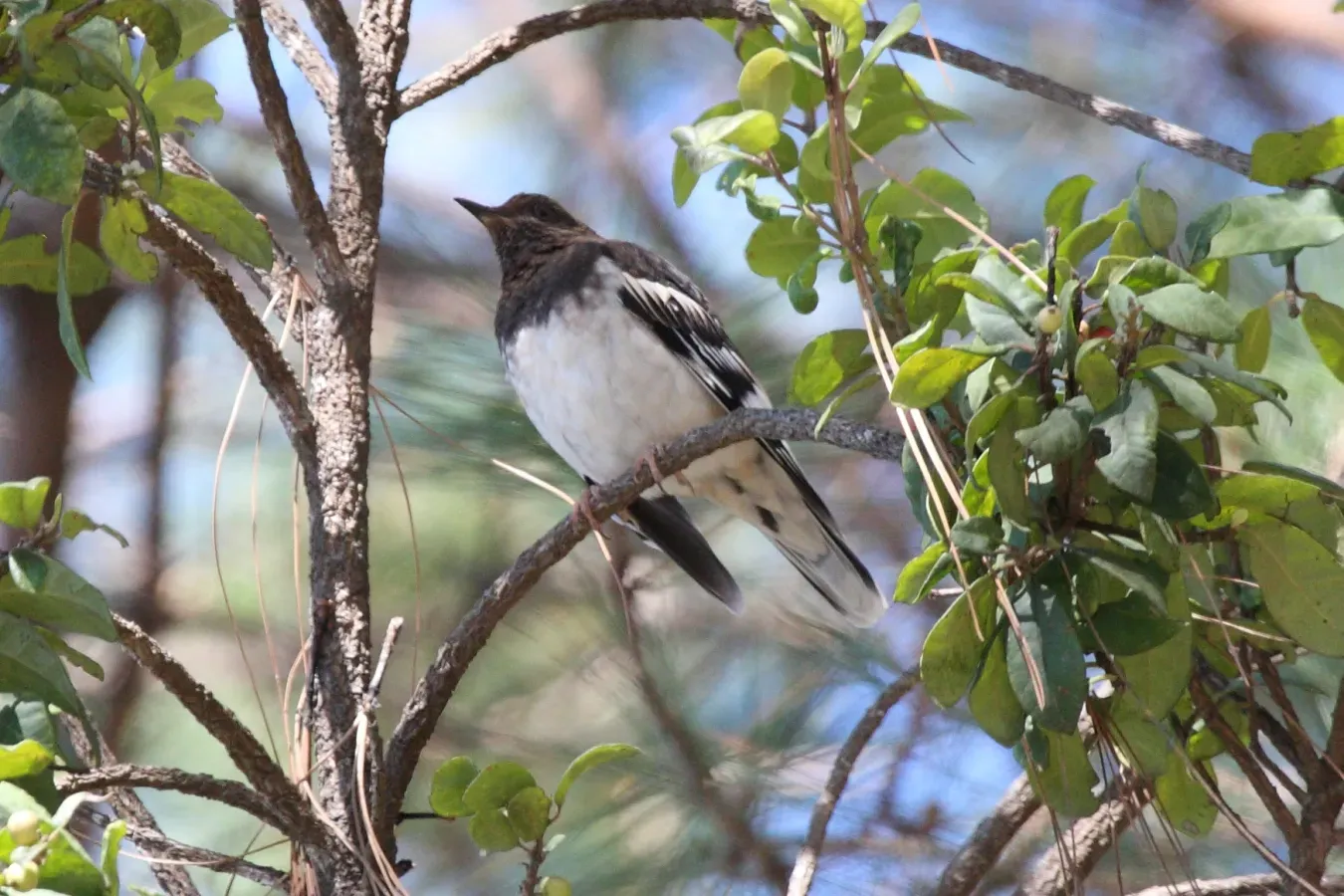 File:Aztec Thrush (Ridgwayia pinicola).jpg