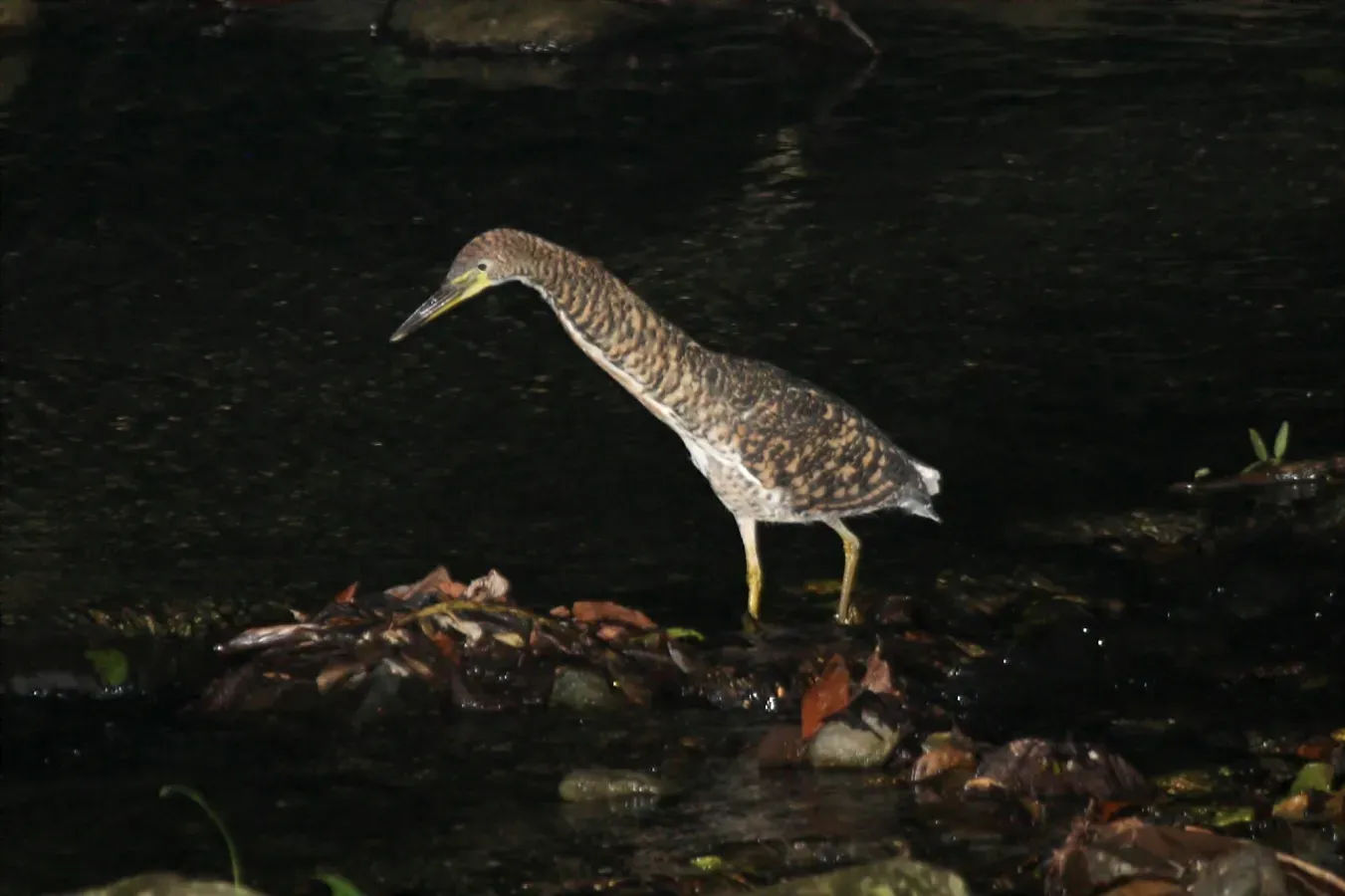 File:Faciated Tiger-Heron (Tigrisoma fasciatum).jpg