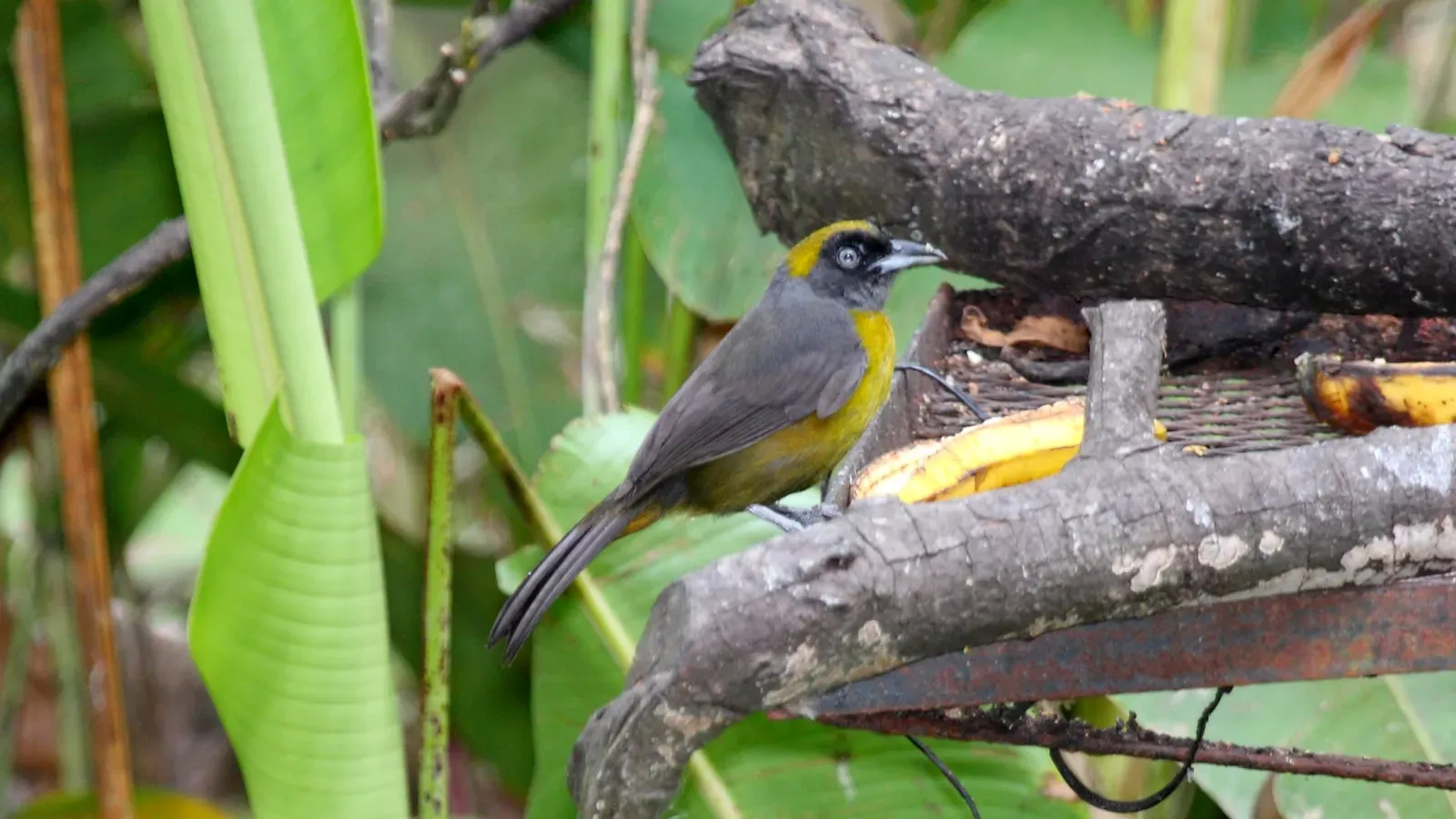 File:Dusky-faced Tanager (Mitrospingus cassinii).jpg