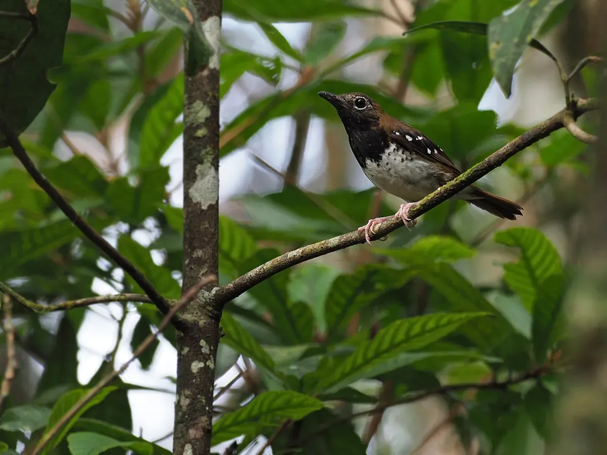 File:Geokichla dumasi - James Eaton - 416866141.jpeg
