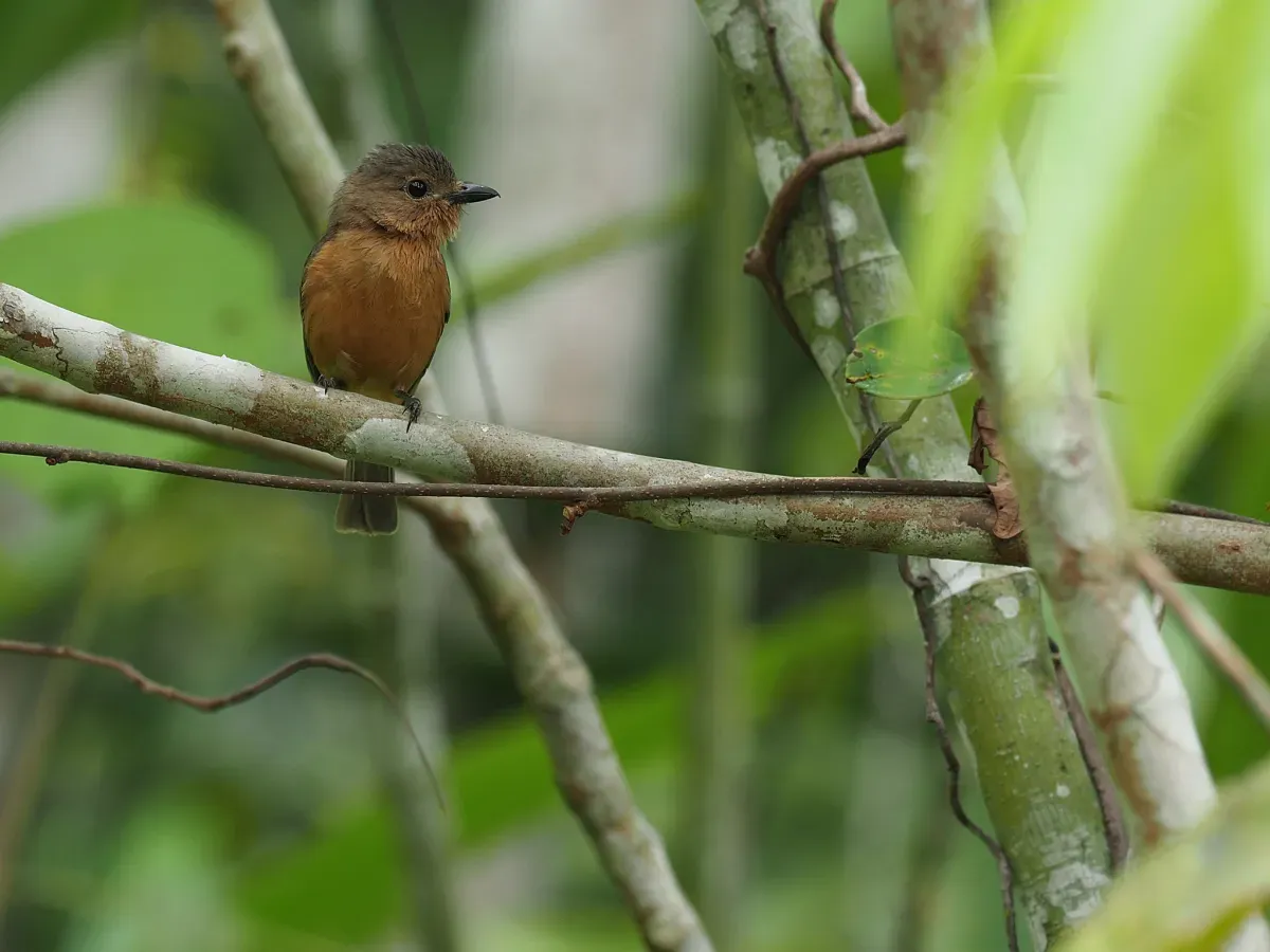 File:Pachycephala griseonota johni - James Eaton - 416866180.jpeg