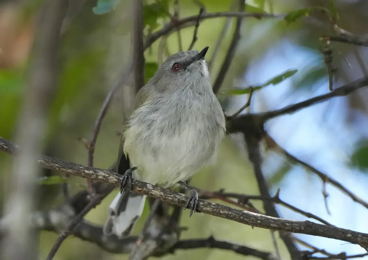 File:Gerygone igata - William Harland - 476197969.jpeg