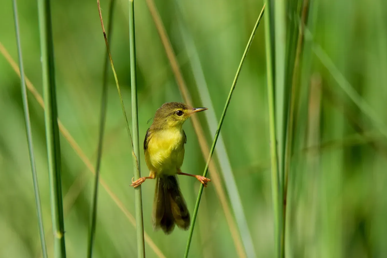 File:Yellow-bellied prinia (Prinia flaviventris), Dankuni, West Bengal, India.jpg