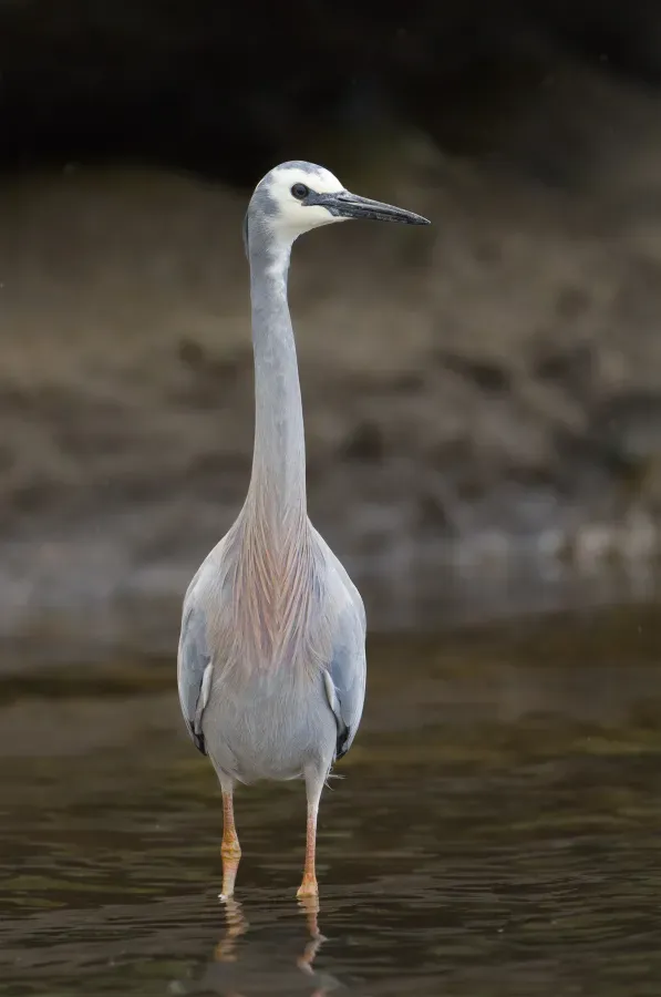 File:Egretta novaehollandiae - Austins Ferry.jpg