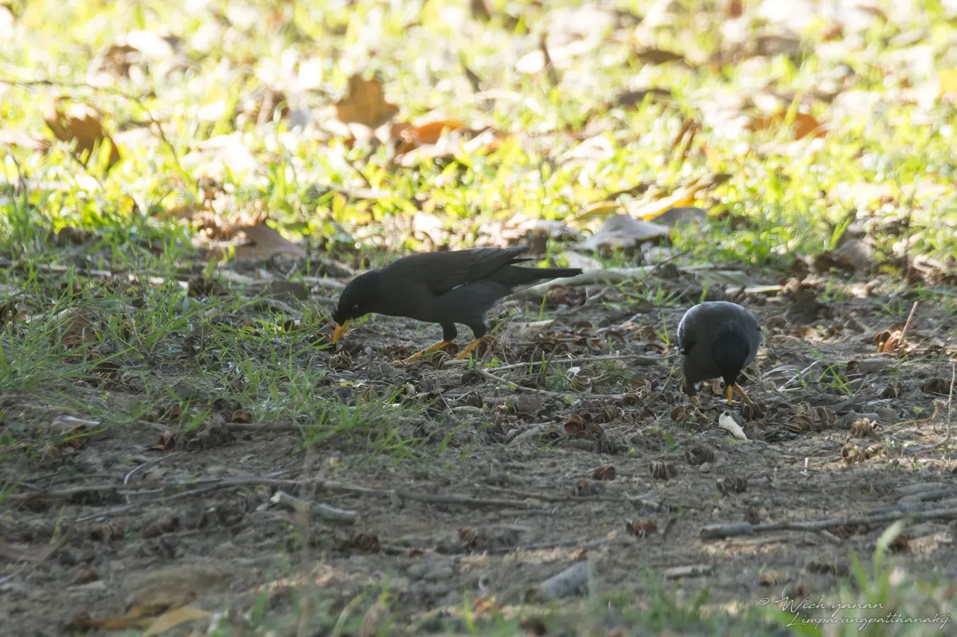 File:Acridotheres fuscus × grandis.jpg