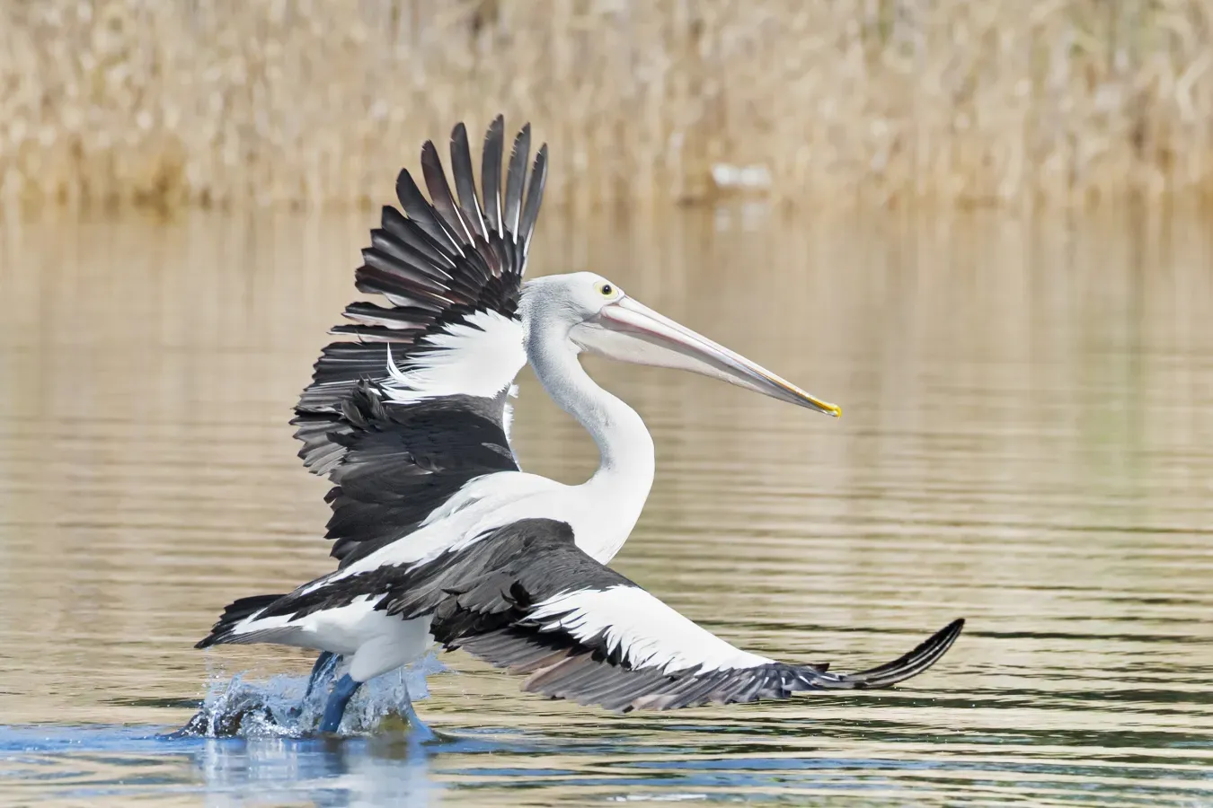 File:Pelecanus conspicillatus - Austins Ferry pouncing 1.jpg