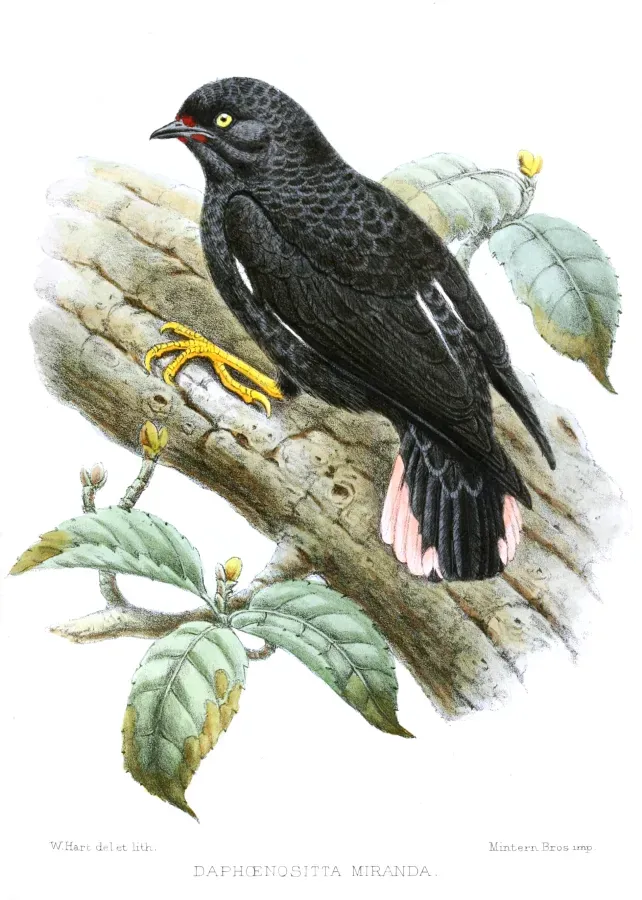 File:DaphoenosittaMirandaHart.jpg