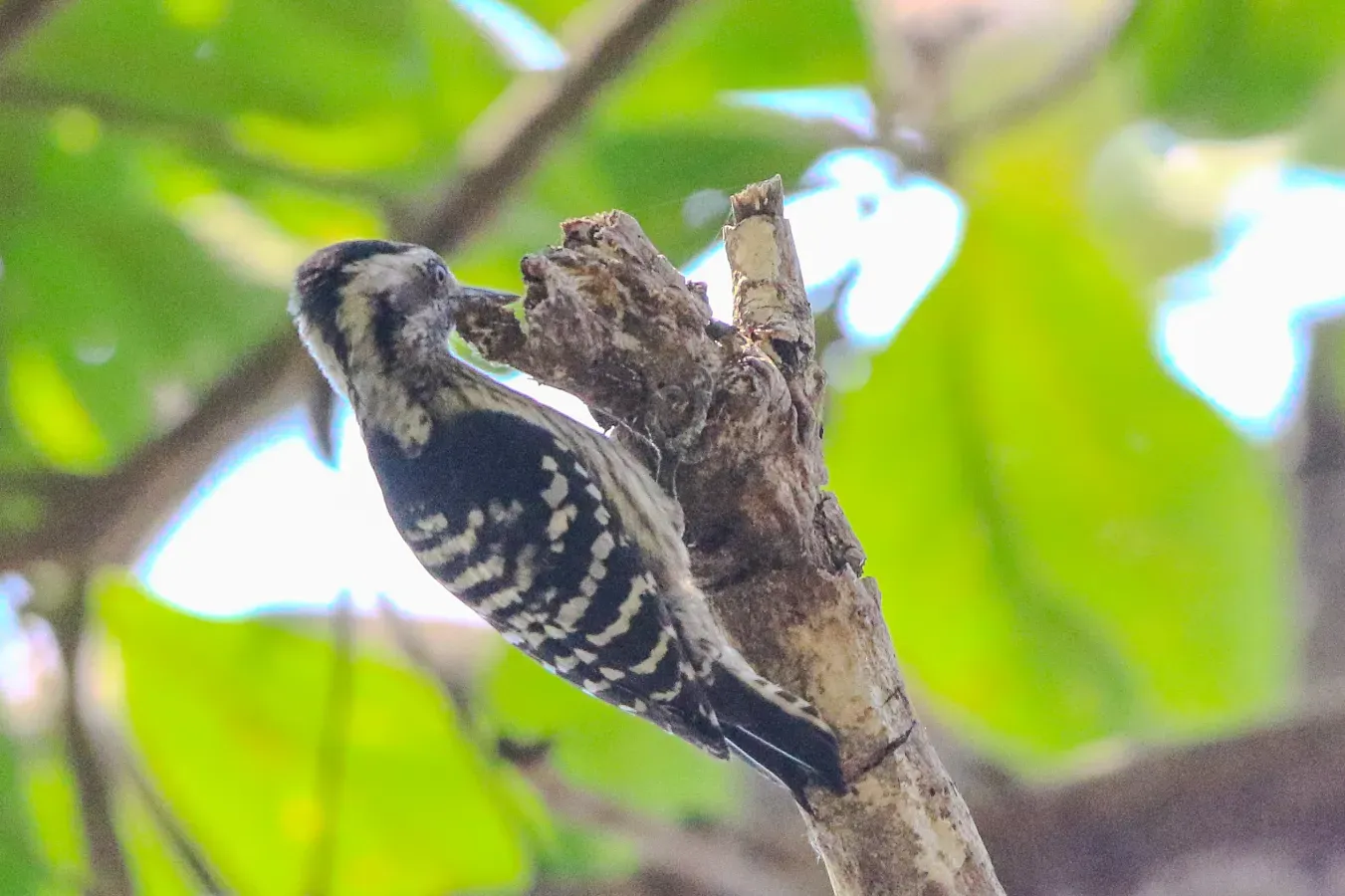 File:Grey-capped pygmy woodpecker (Yungipicus canicapillus), Rongtong, West Bengal, India.jpg
