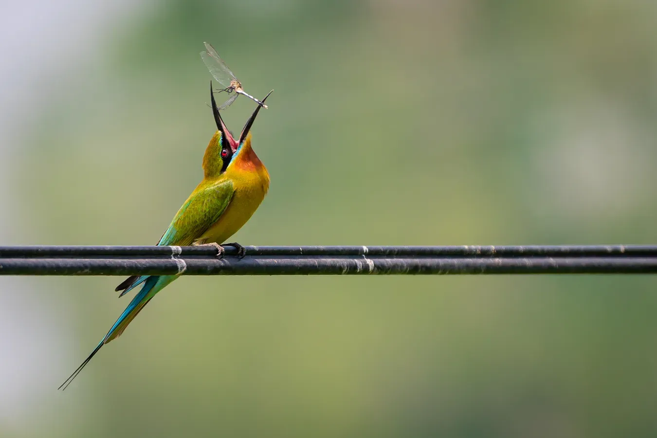 File:Blue-tailed Bee Eater (Merops philippinus).jpg