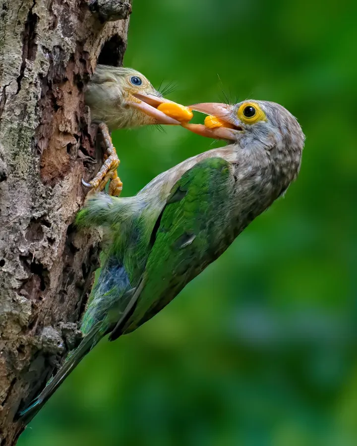 File:Feeding Lineated barbet (Psilopogon lineatus), NBG, Dhaka–DSC4338.jpg