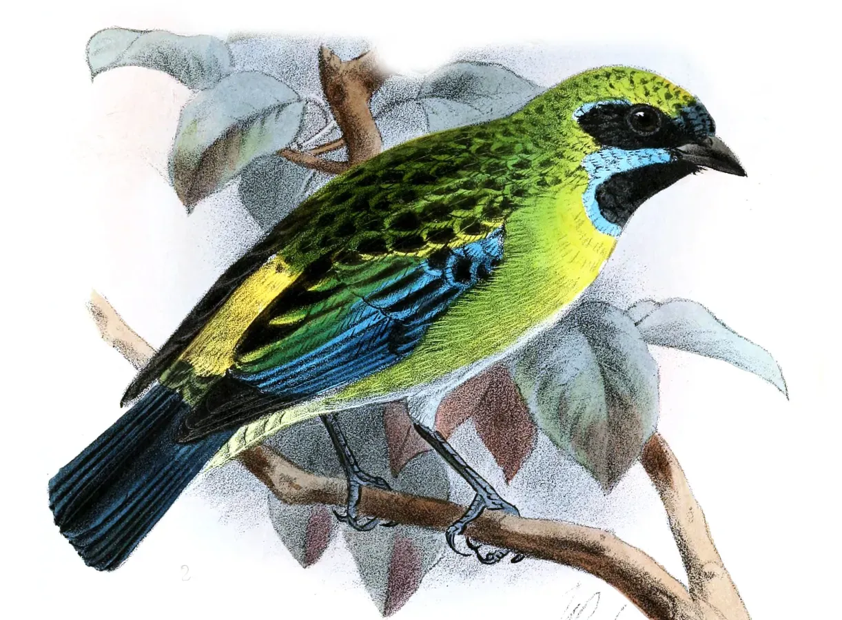 File:TangaraJohannaeKeulemans.jpg