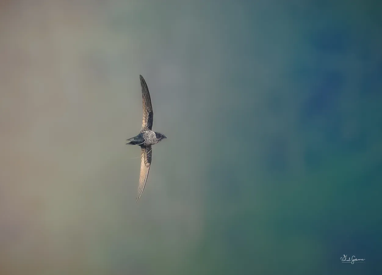 File:Dark-rumped Swift (Apus acuticauda).jpg