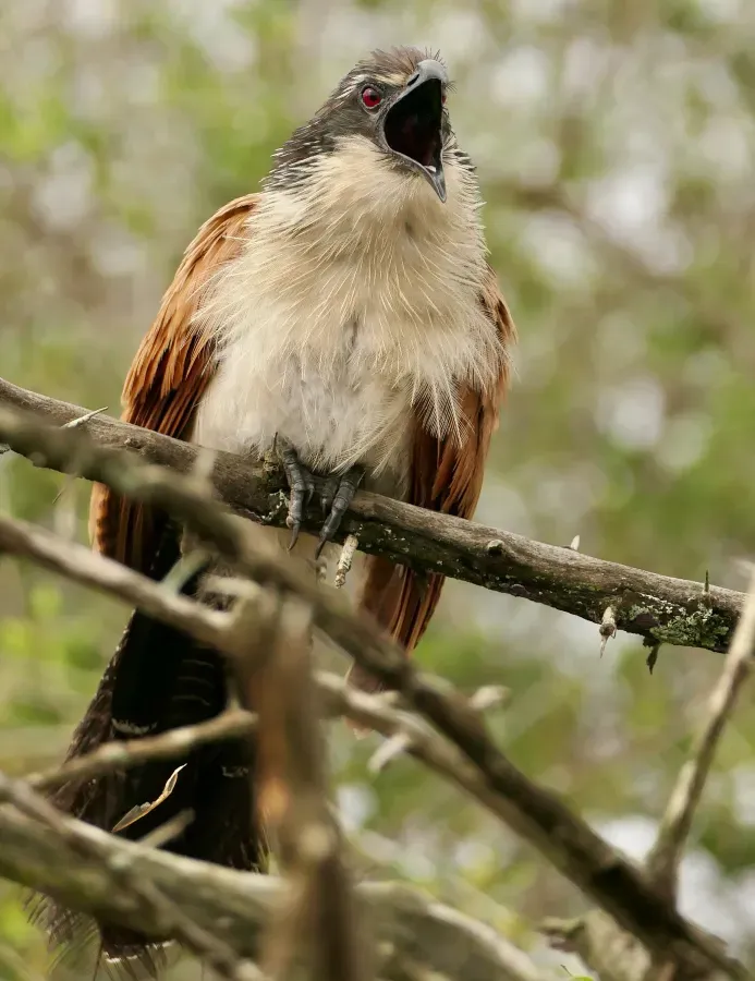 File:Burchell's Coucal (Centropus burchellii).jpg