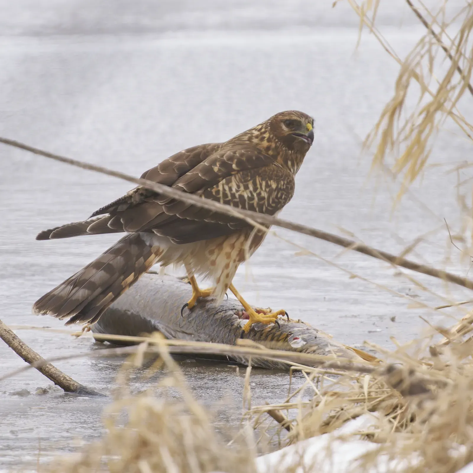 File:20250215 - Circus hudsonius eating a fish - PD208104.jpg