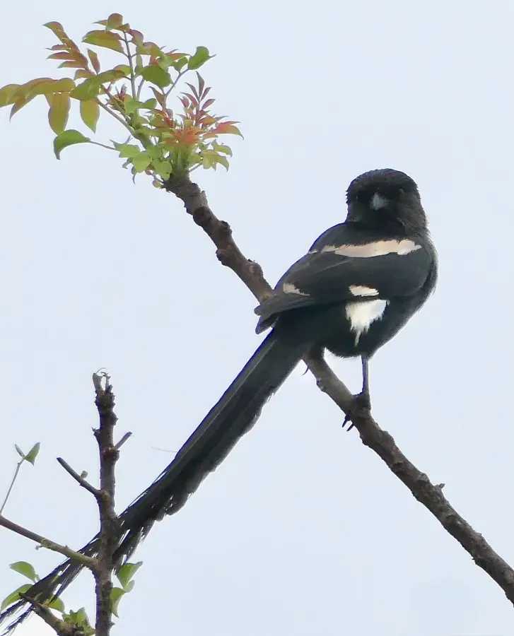 File:Magpie Shrike (Urolestes melanoleucus).jpg