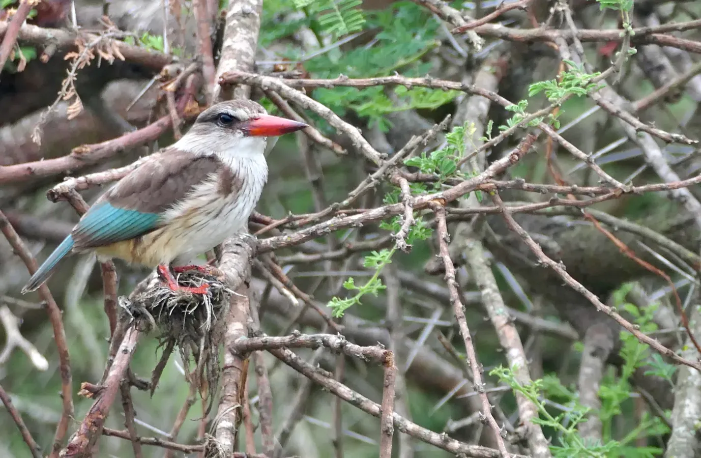File:Brown-hooded Kingfisher (Halcyon albiventris).jpg