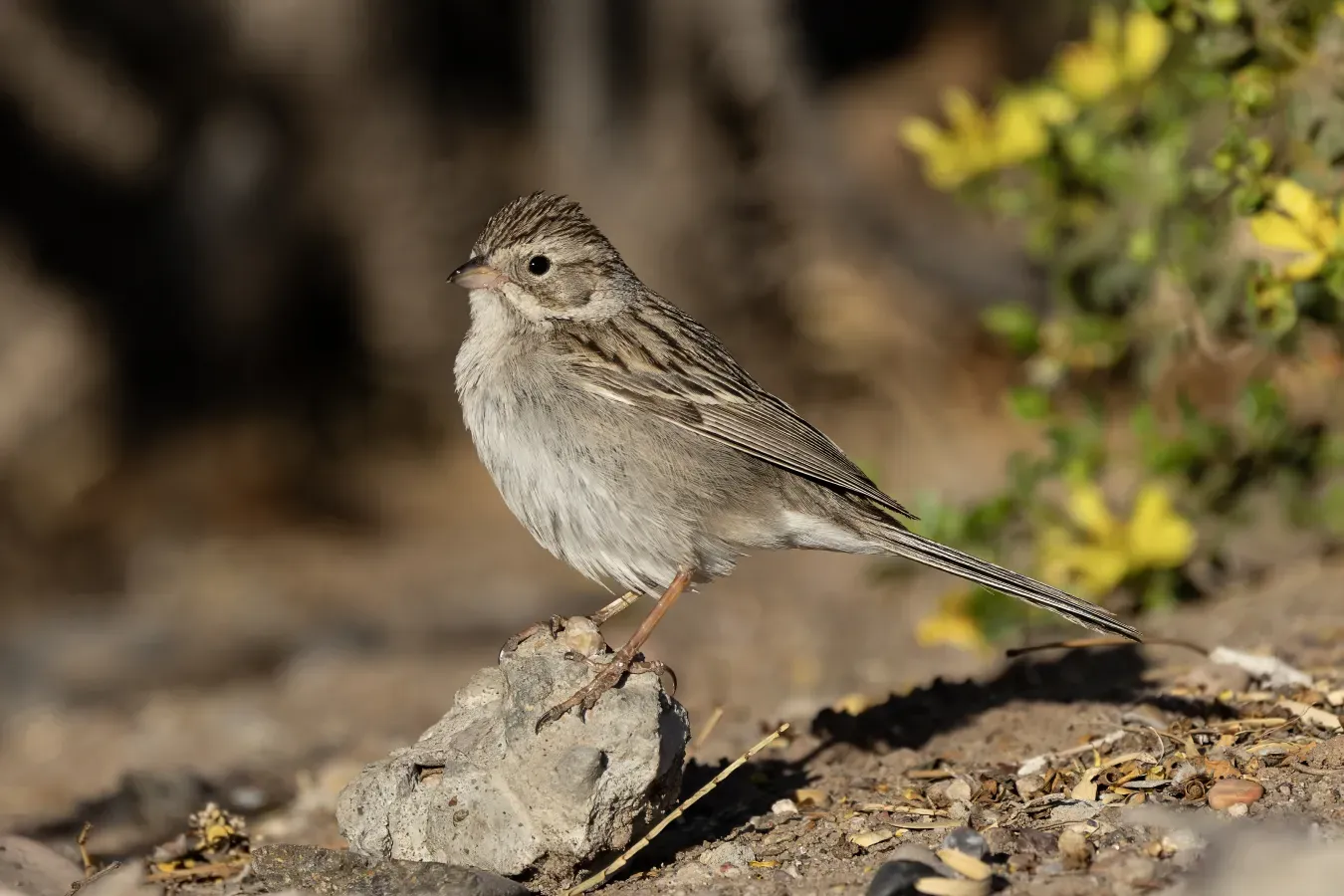 File:Brewer's sparrow (Spizella breweri) foraging in front of an American Tarwort (Flourensia cernua) in Picacho Hills, Las Cruces, New Mexico, USA.jpg