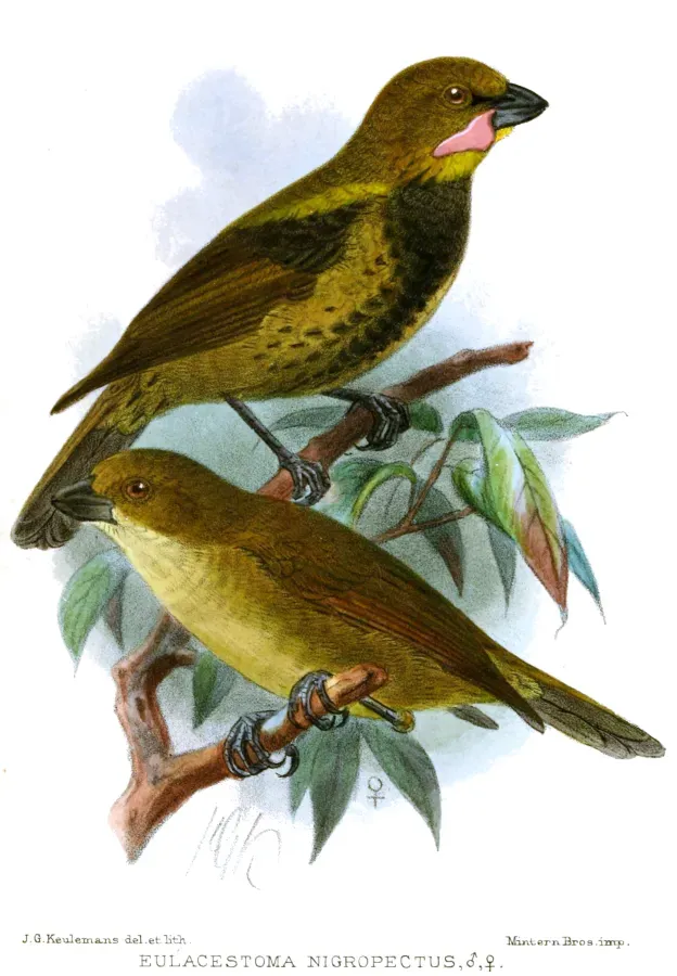 File:EulacestomaNigropectusKeulemans.jpg