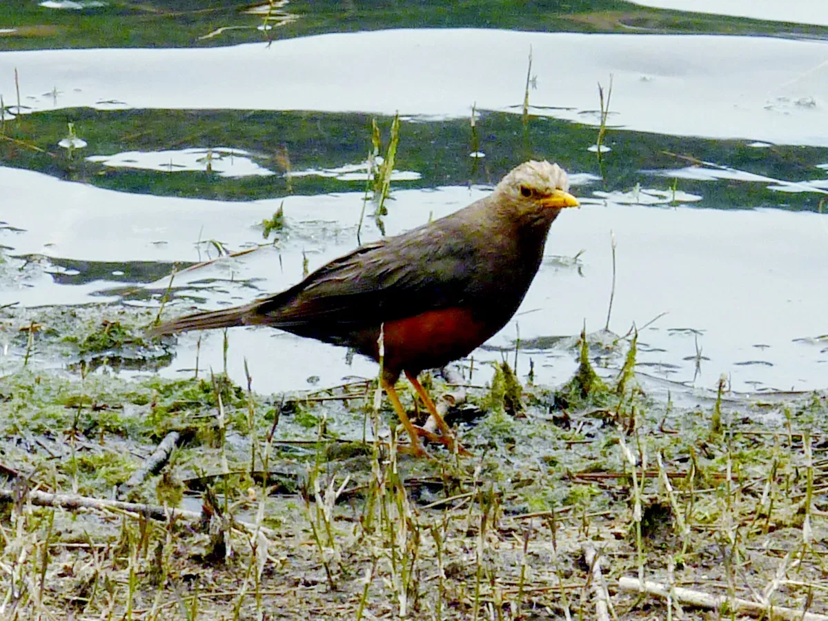 File:Turdus javanicus whiteheadi, Ranu Kumbolo, Gunung Mahameru, East Java, Indonesia 1.jpg