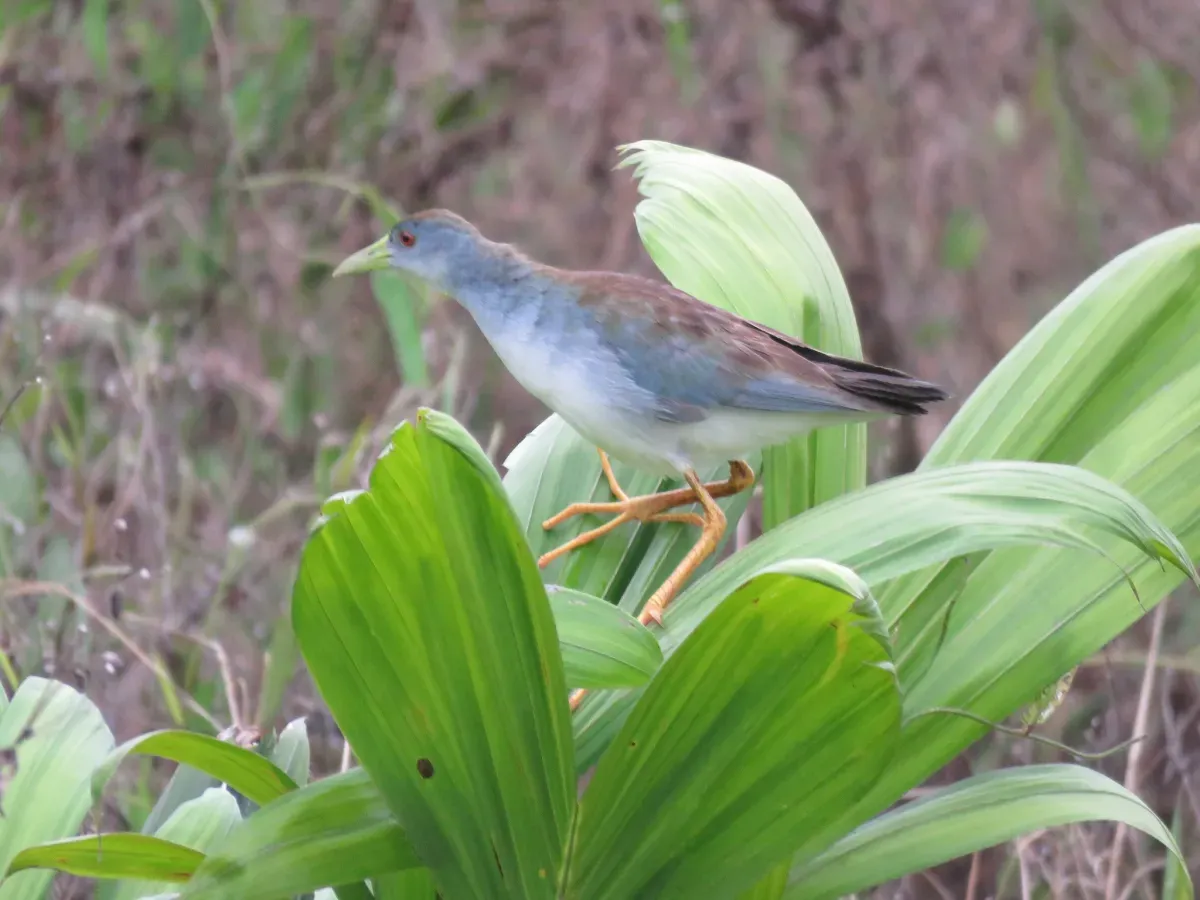 File:Porphyrio flavirostris 187312061.jpg
