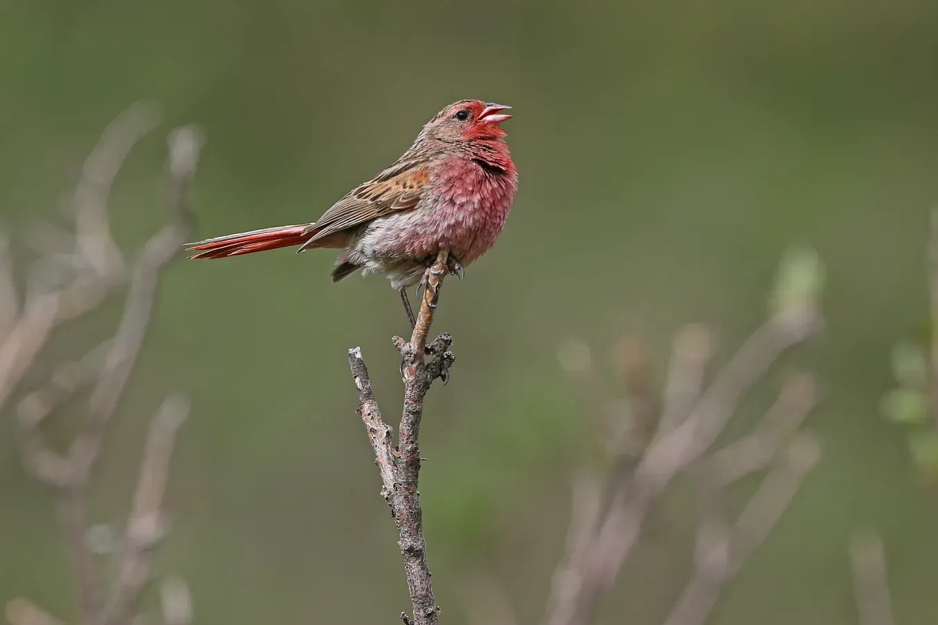 File:Urocynchramus pylzowi.jpg