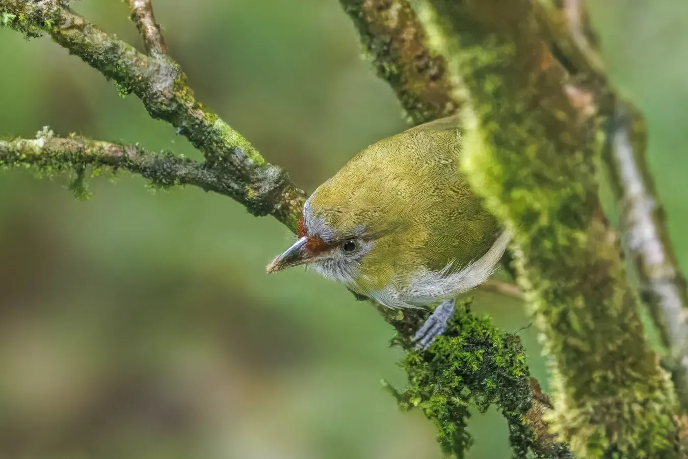 File:Black-billed peppershrike (Cyclarhis nigrirostris) San Isidro.jpg