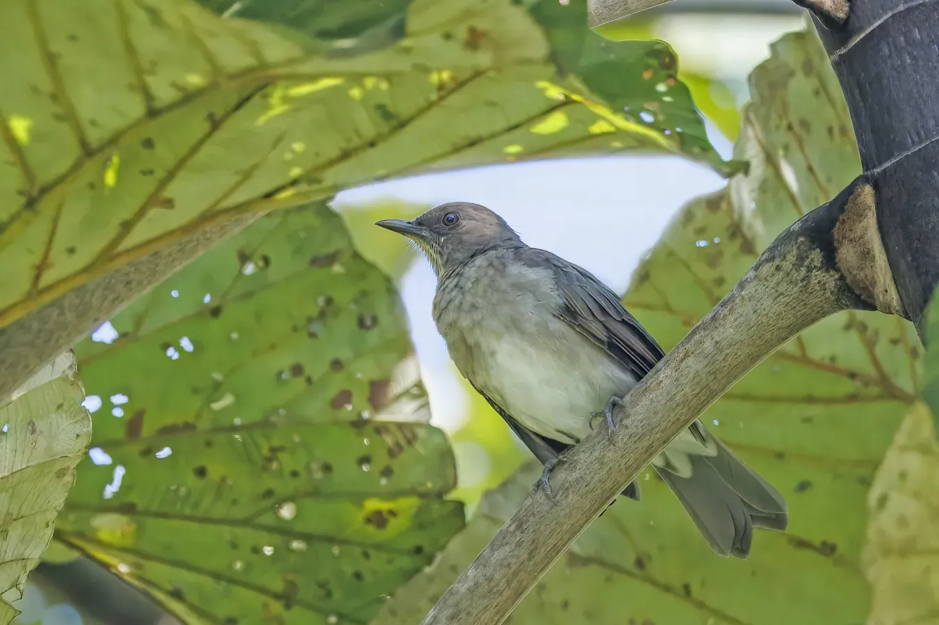 File:Black-billed thrush (Turdus ignobilis debilis) Sumaco.jpg