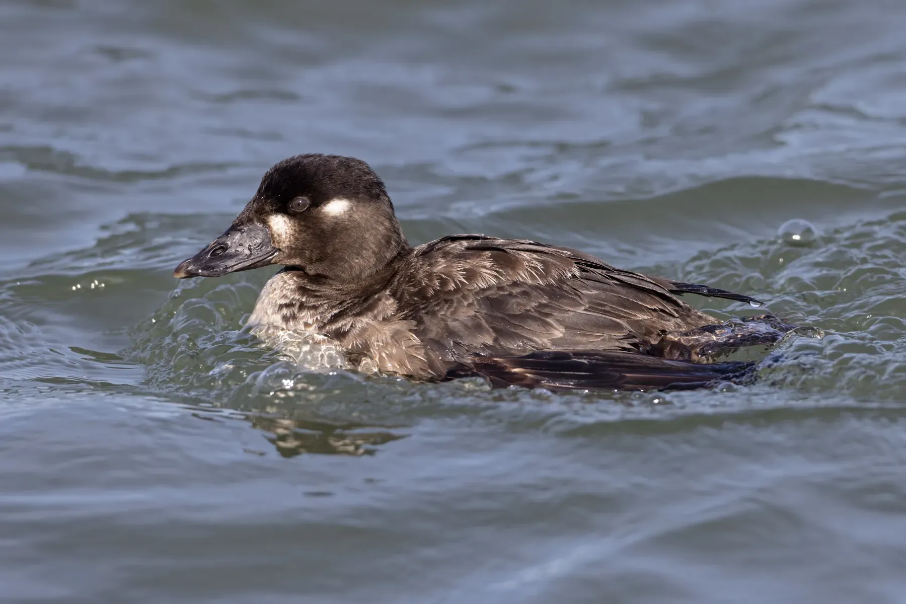File:Hen Surf Scoter (Melanitta perspicillata) Barnegat Inlet, New Jersey, USA.jpg